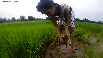 Desnudez Pública Con Una Seductora Belleza Asiática En Un Campo De Arroz